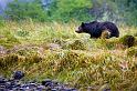 Grizzly in the Grass